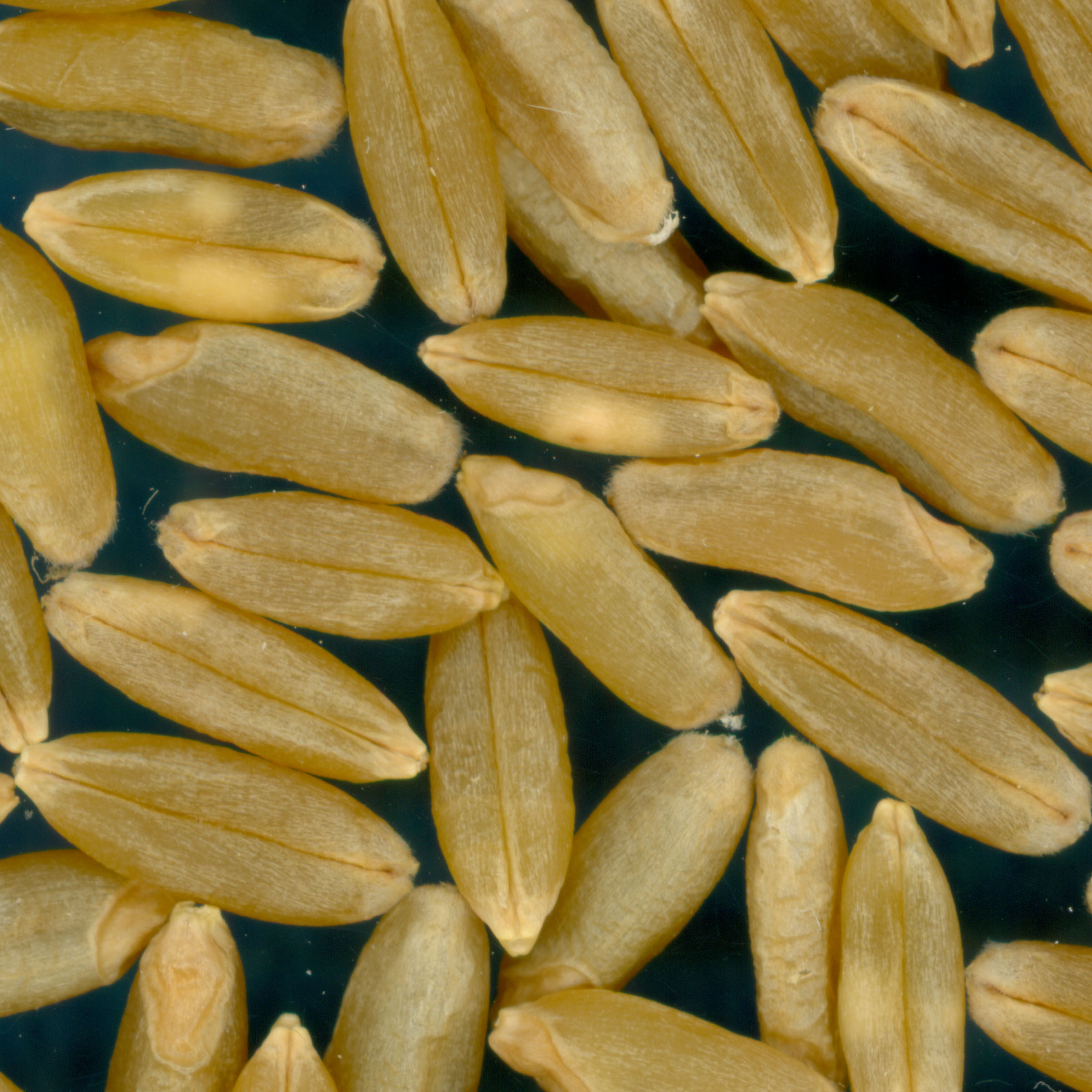Click for 3 image(s) for this accession. KERNELS